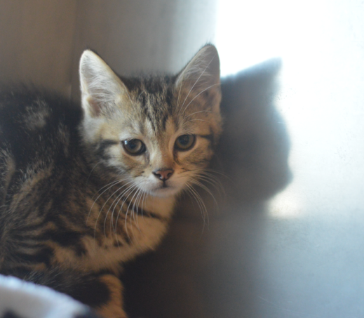 Kitten Peer