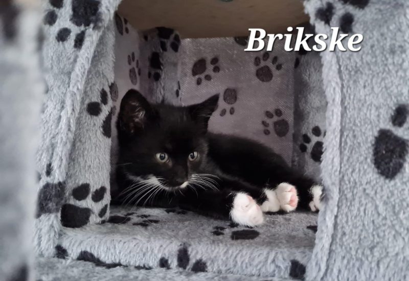 1195083 Brikske a