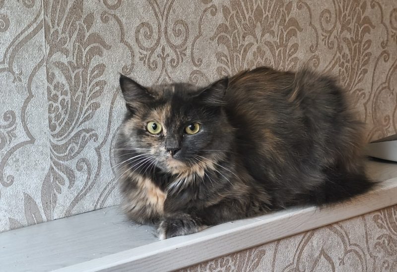 1196476 Petunia a