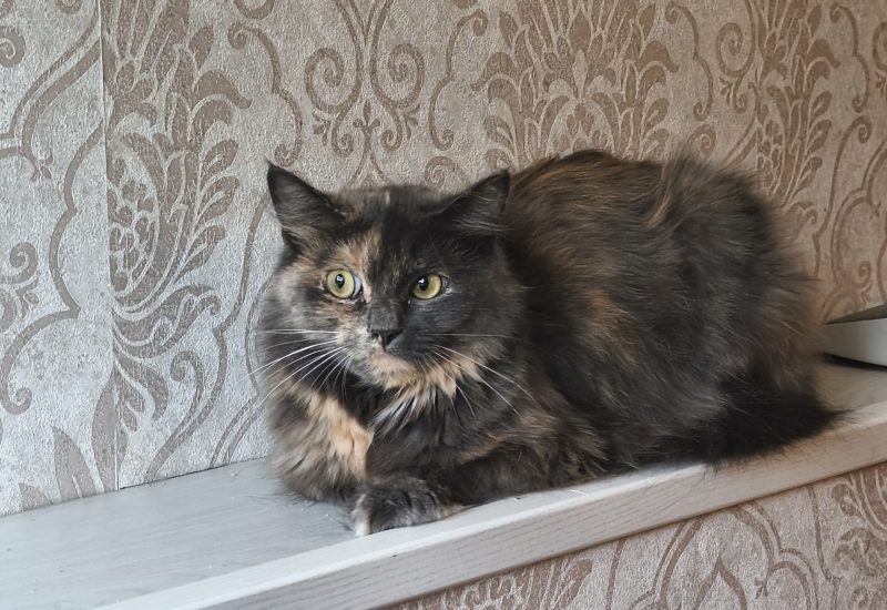 1196476 Petunia b