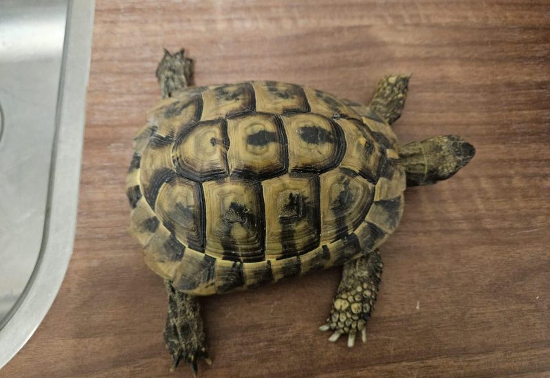 1199207 Russische vierteenschildpad a