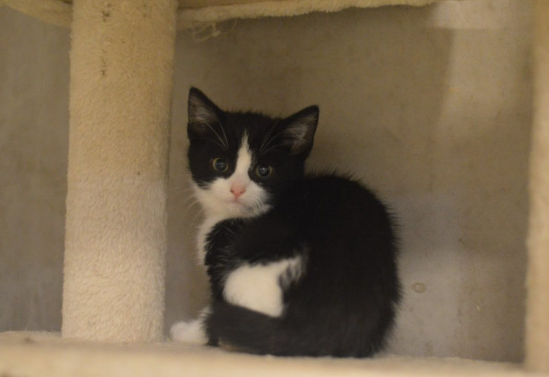 8kittens2345675