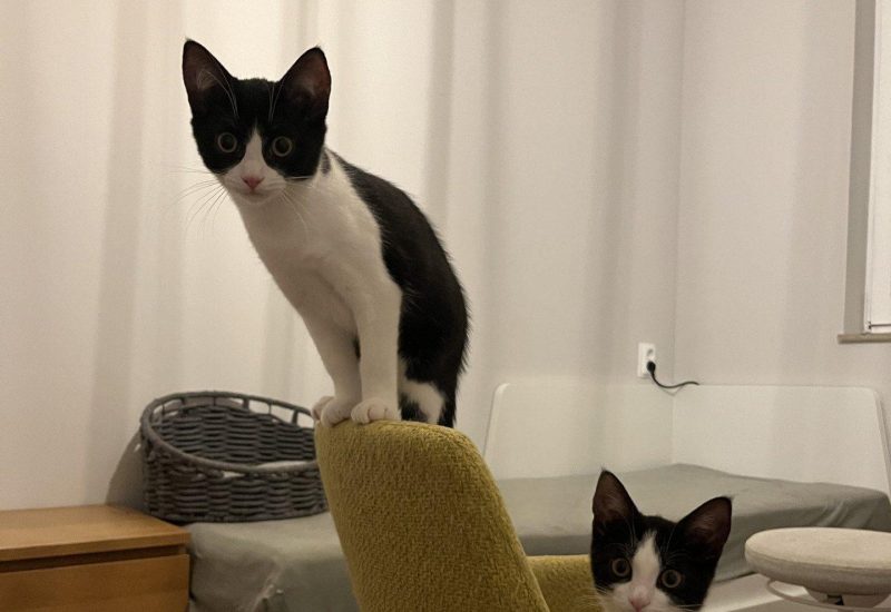 Asha en Leela nieuw a