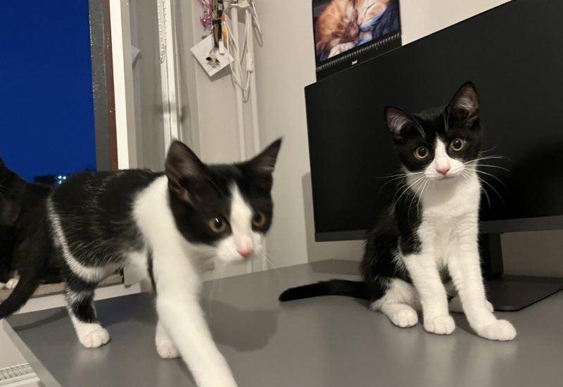 Asha en Leela nieuw b