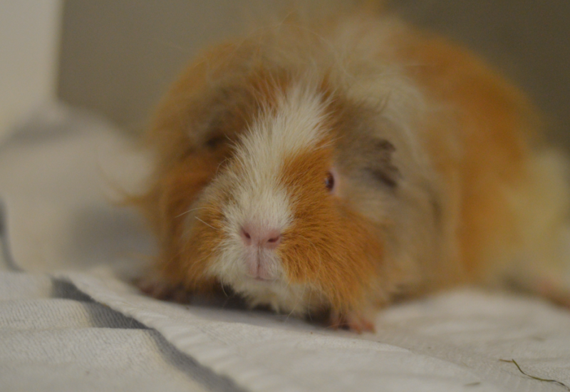 Cavia Britta