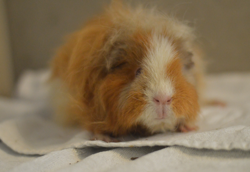 Cavia Britta2