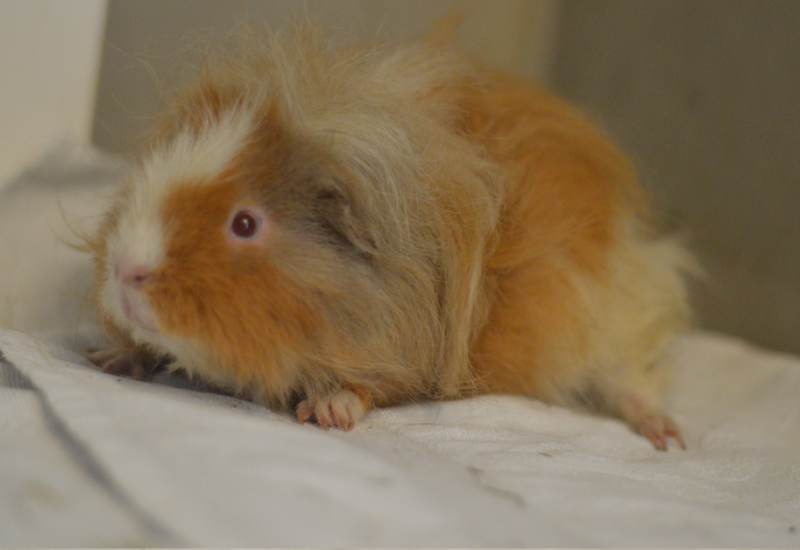 Cavia Britta23