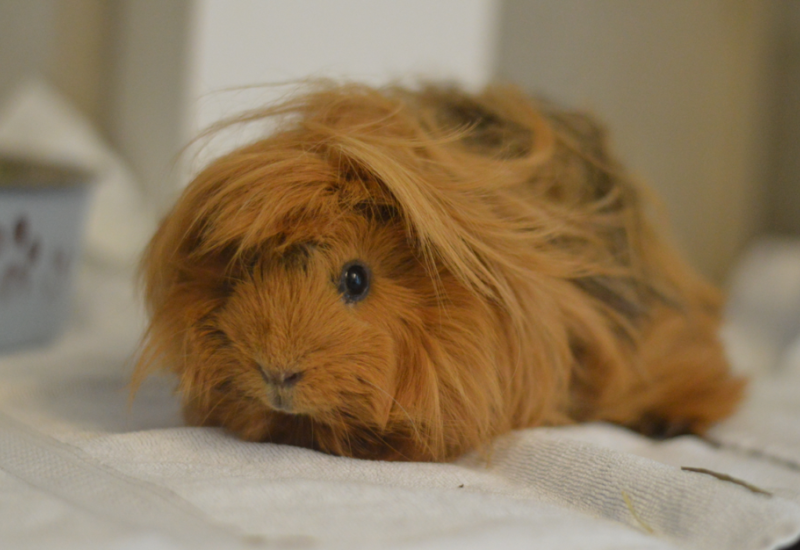 Cavia Dipsy