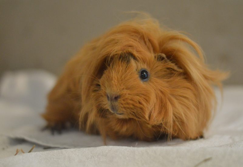 Cavia Dipsy3