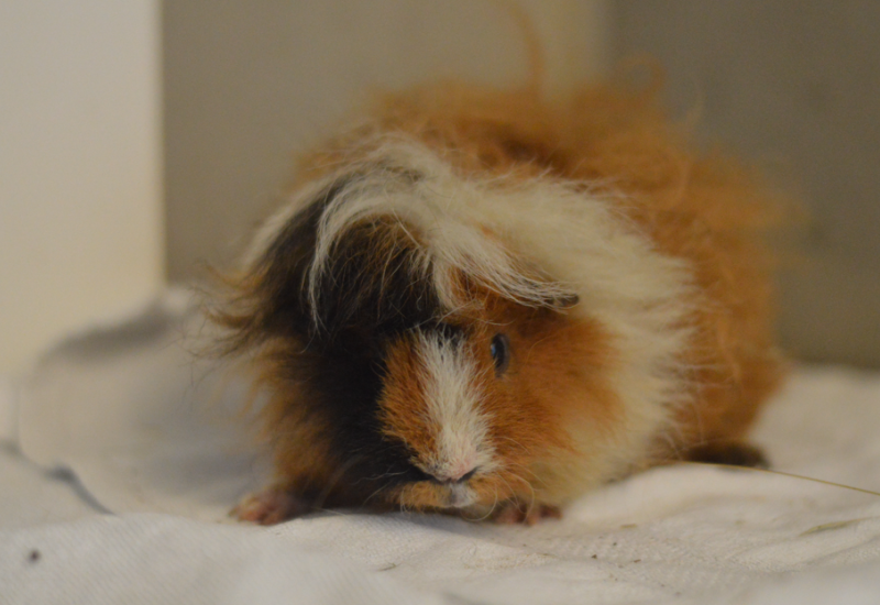 Cavia Enzo