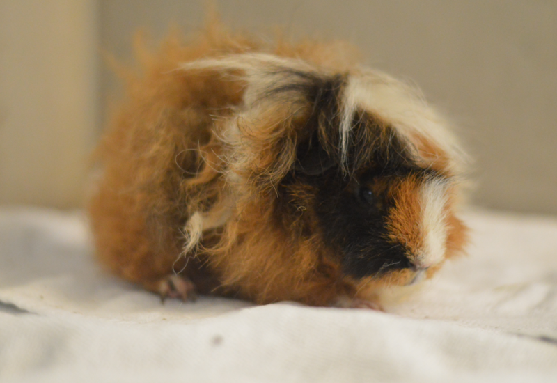 Cavia Enzo2
