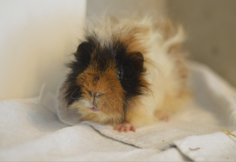 Cavia Fledder