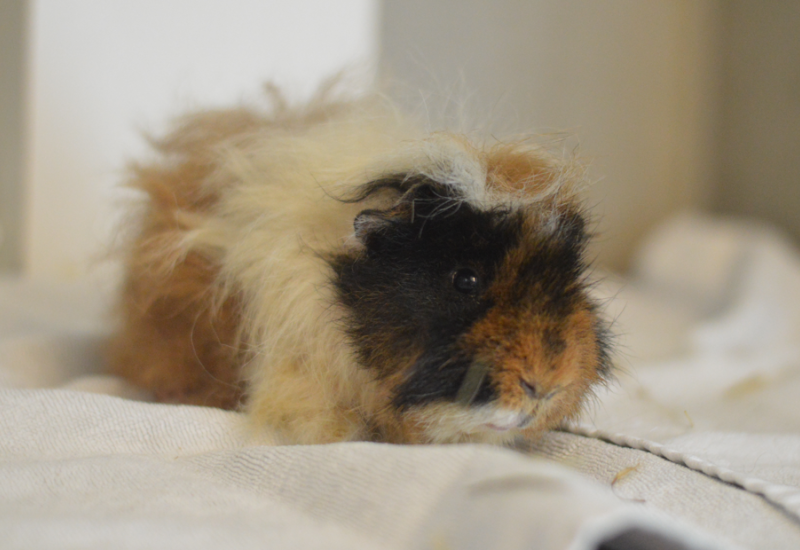 Cavia Fledder3