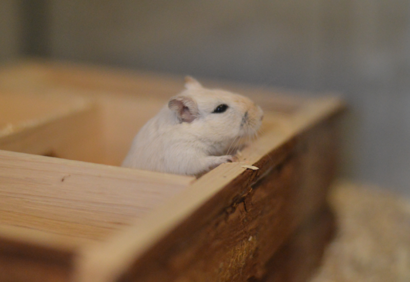 Gerbil5