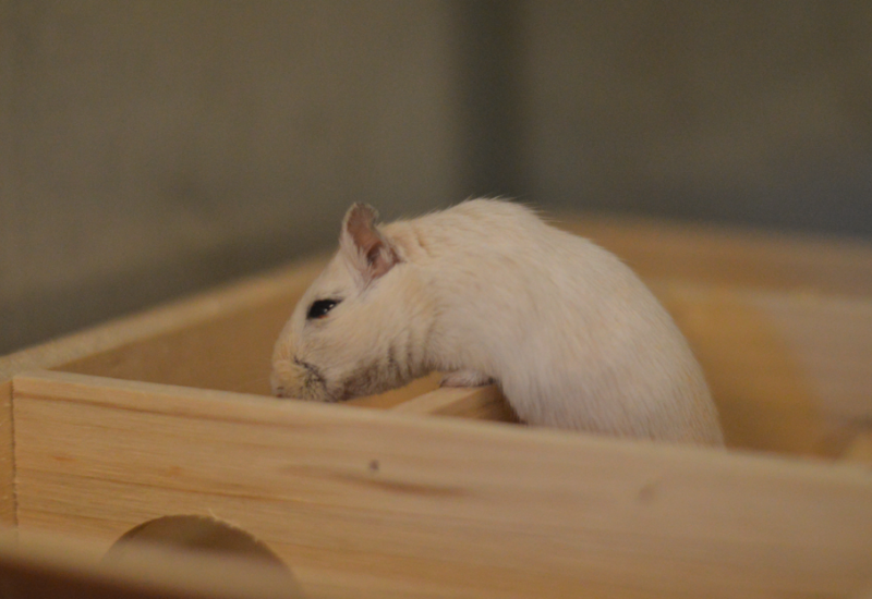Gerbil56