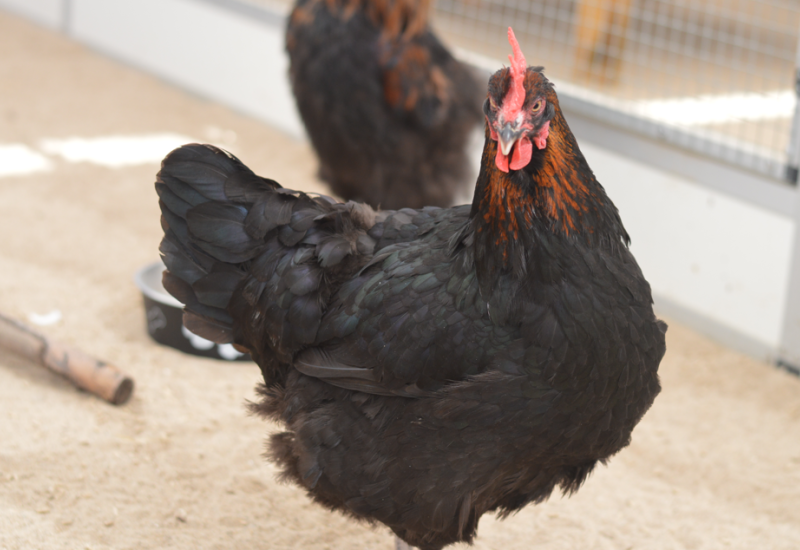 Haanenhen
