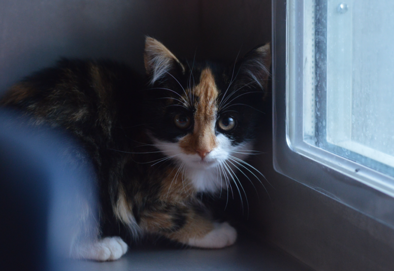 Kittens mp holly