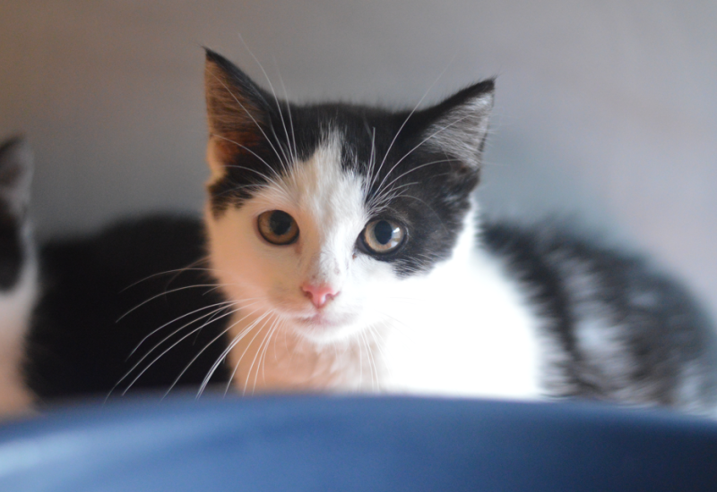 Kittens mp holly2