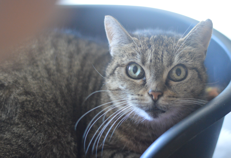 Millie