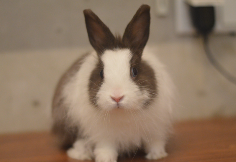 Nugs bunny