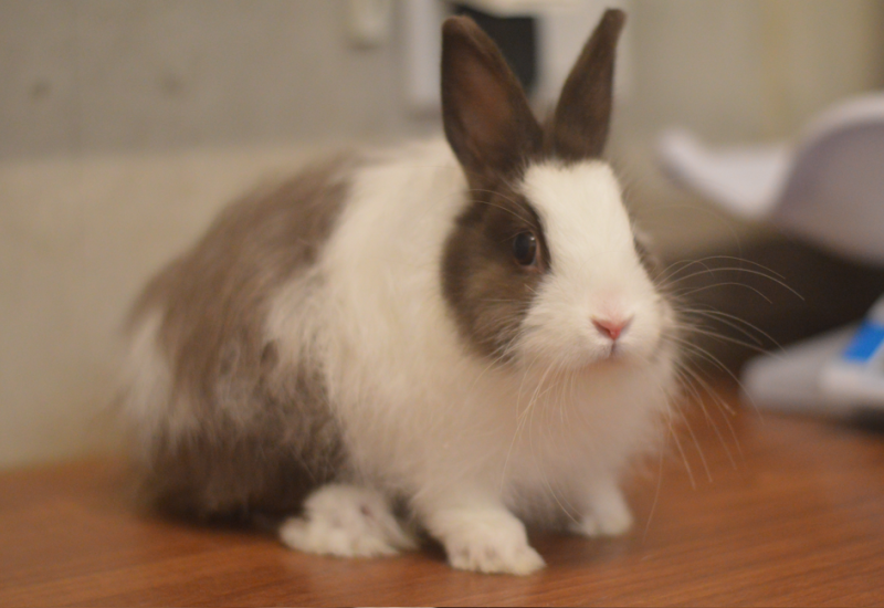 Nugs bunny3