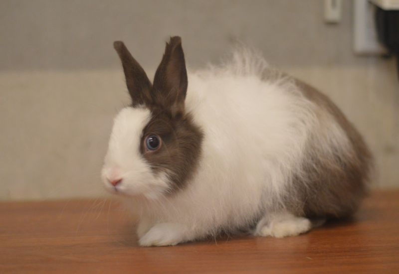 Nugs bunny34