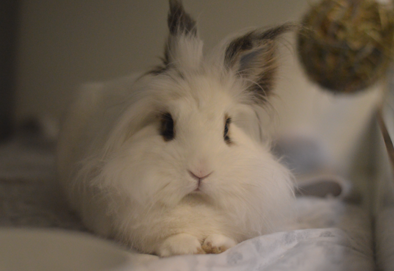 Ollie en Pluis