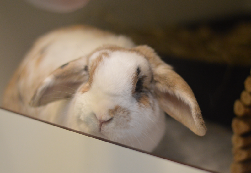 Ollie en Pluis2