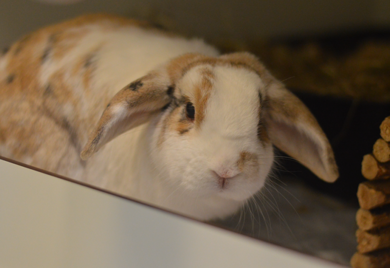 Ollie en Pluis23