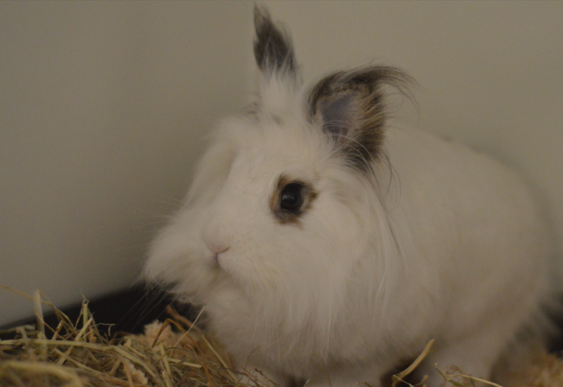 Ollie en Pluis24