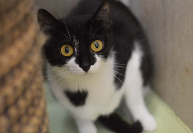 Orio