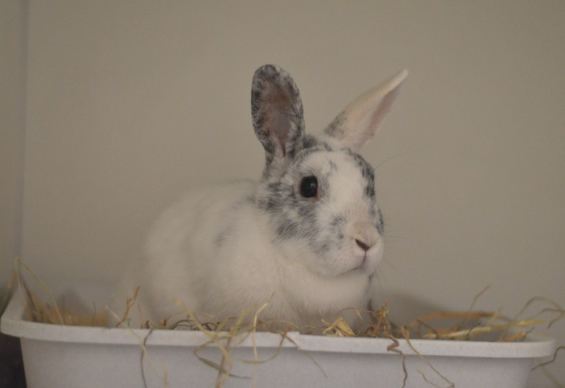 Pippa