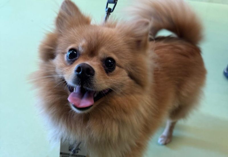 Pompom