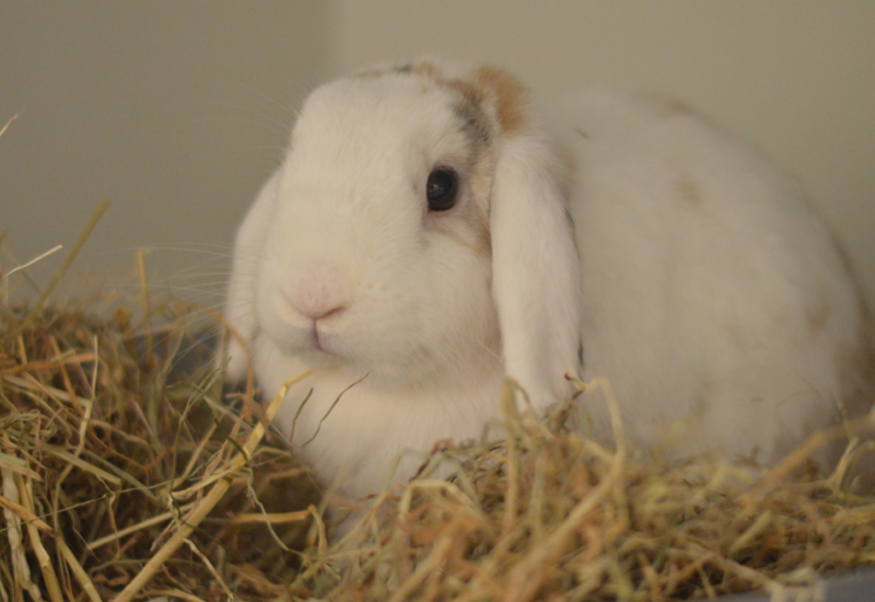 Robin en Fluffie