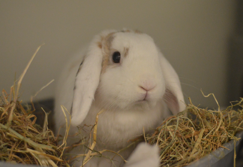 Robin en Fluffie2