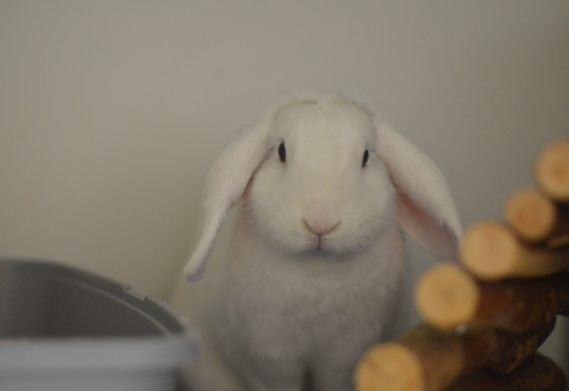 Sammy