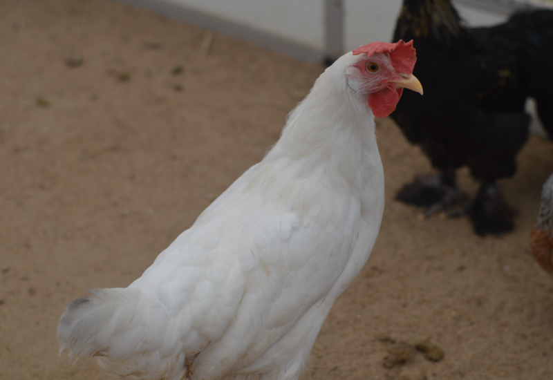 Witte hen
