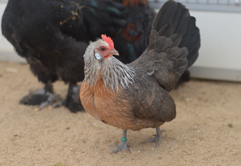 Witte hen2