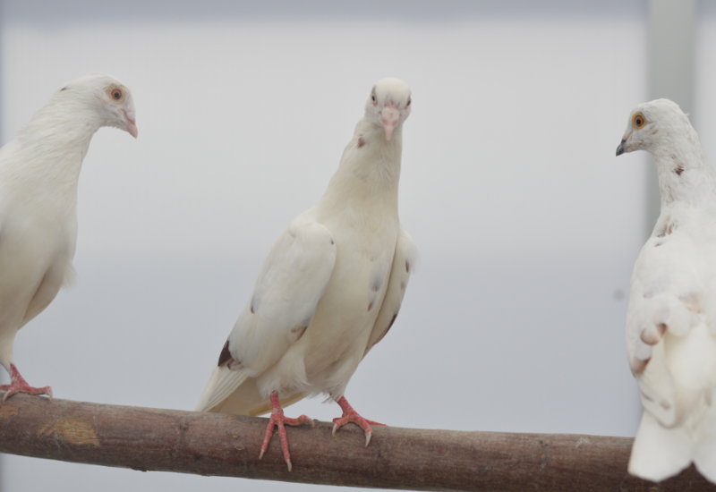 Dufijes