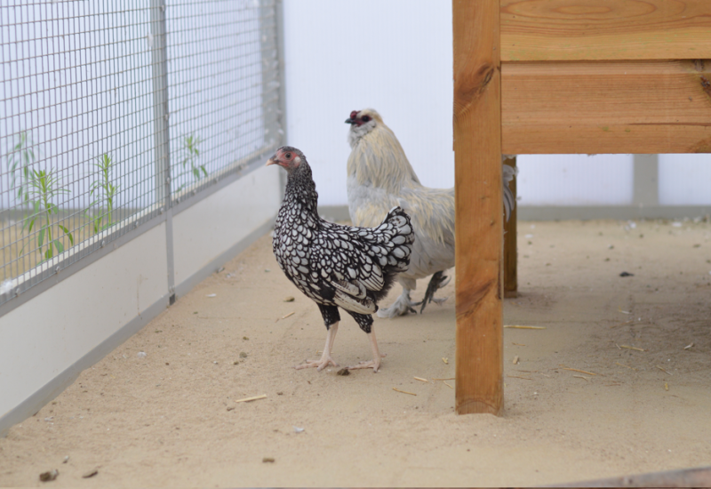 Hen2