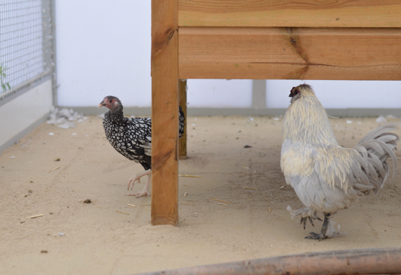 Hen