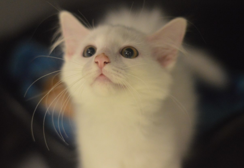 Kittensq23