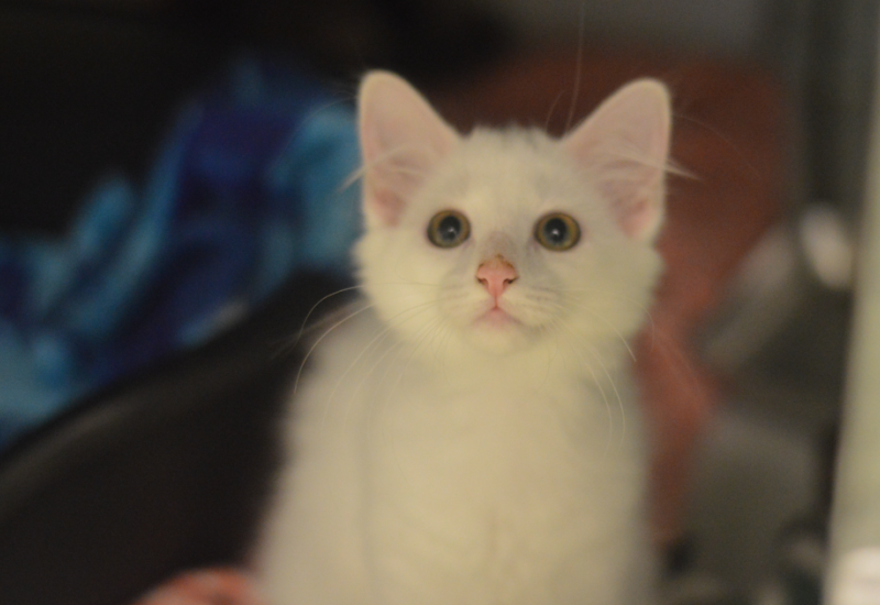 Kittensq26