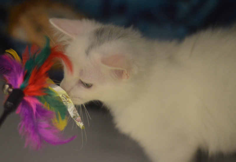 Kittensq267