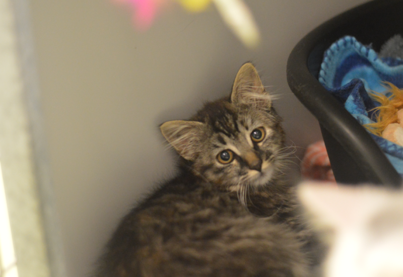Kittensq2