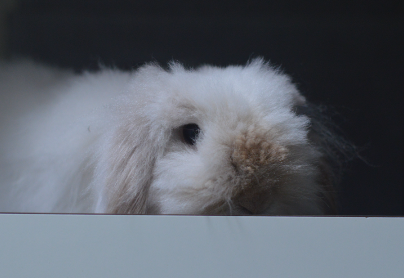 Meneer fre