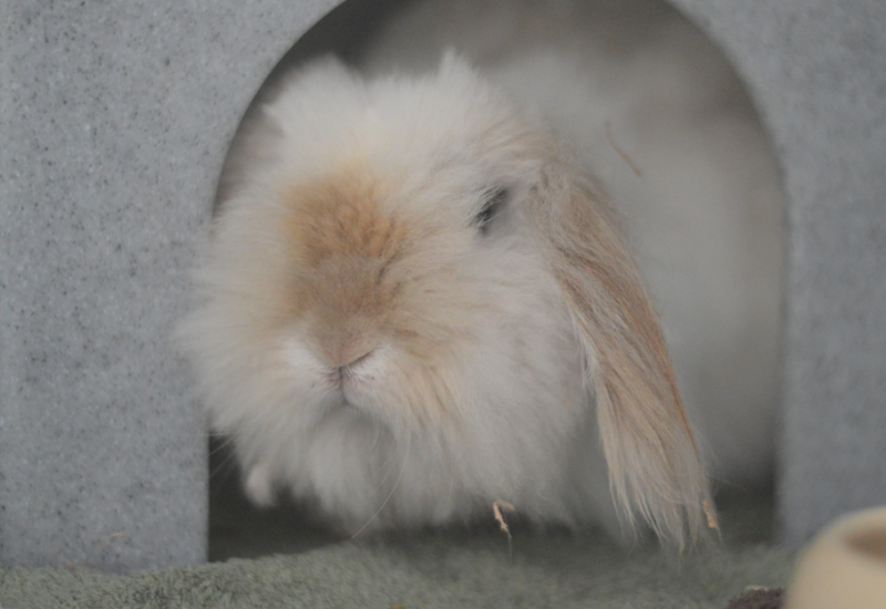 Meneer fre2
