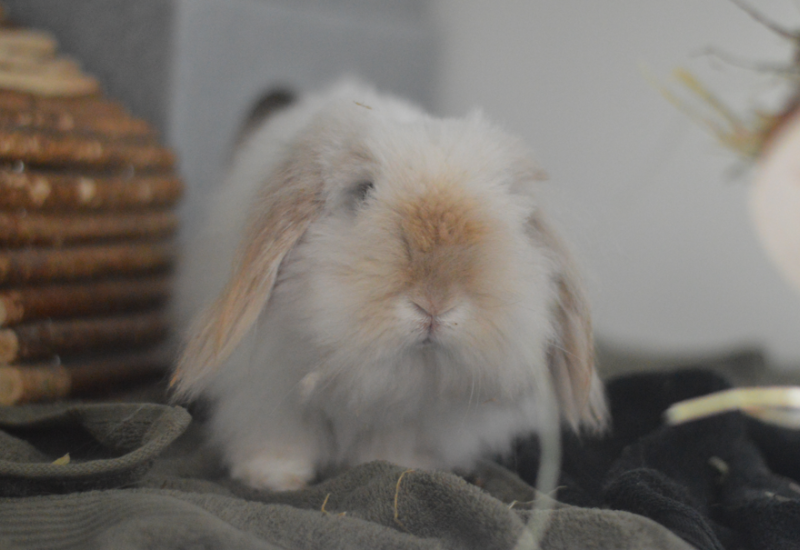 Meneer fre4