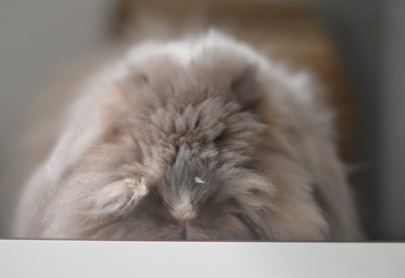 Meneer fre456