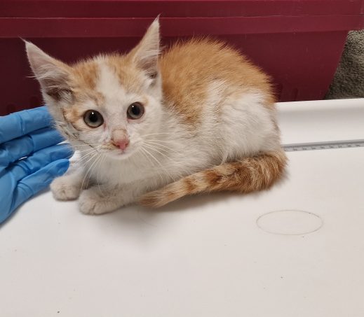 Zwerf kitten